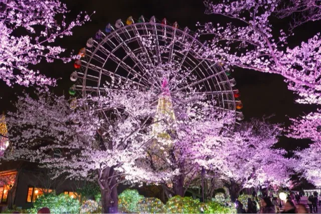 限定演出「桜色の宝石の輝き」（昨年の様子）