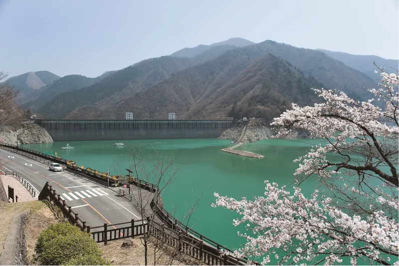 奥多摩湖の桜・花見情報_1