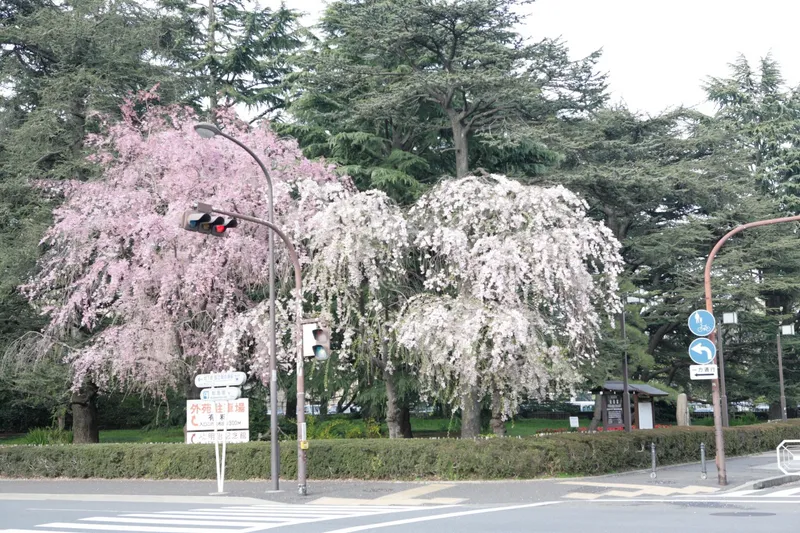 明治神宮外苑の桜・花見情報_2