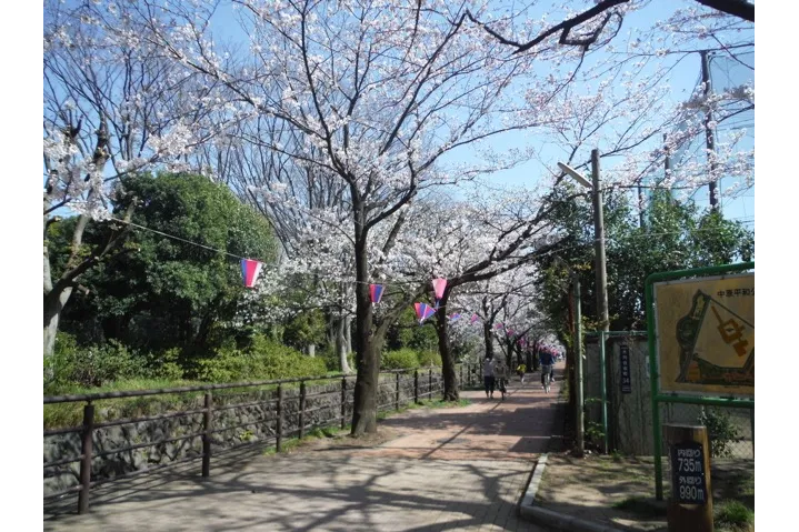 中原平和公園の桜・花見情報_1