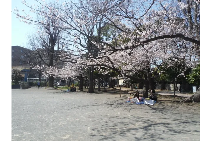 中原平和公園の桜・花見情報_2