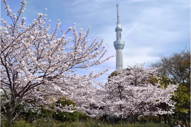 墨田区立隅田公園_1