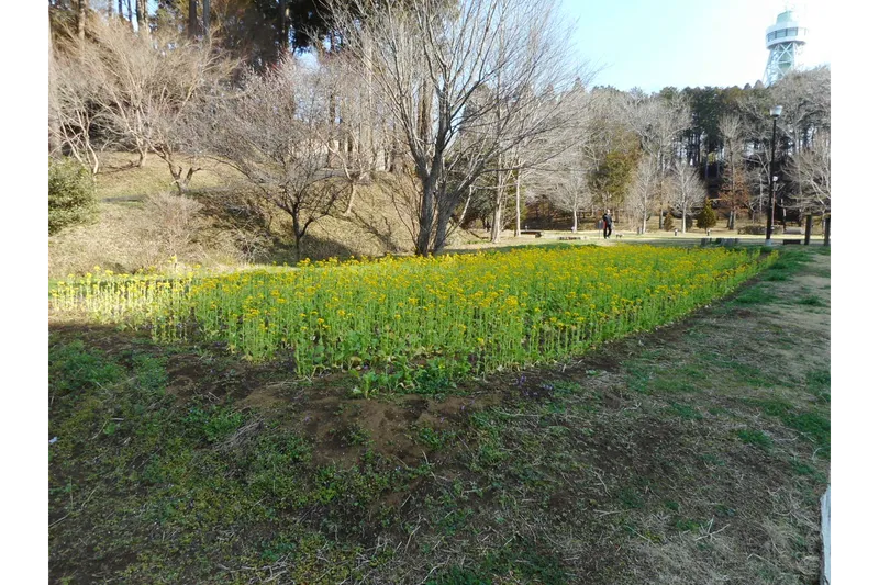 さんぶの森公園_4