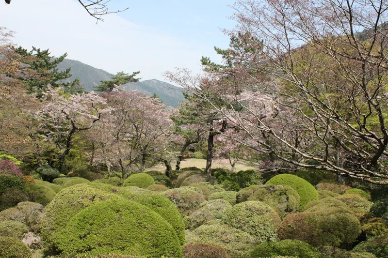 蓬莱園の桜・花見情報_1