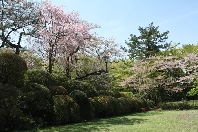 蓬莱園の桜・花見情報_2