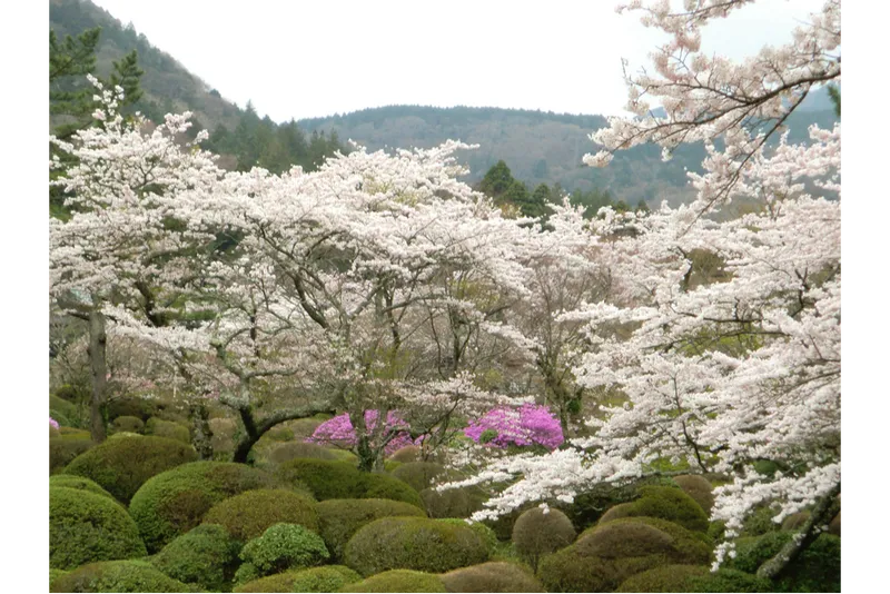 蓬莱園の桜・花見情報_3