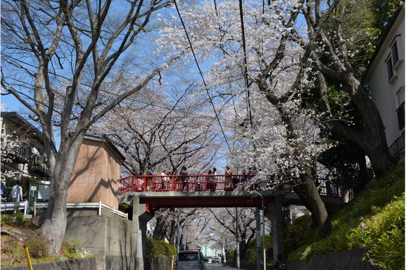 桜坂の桜・花見情報_1