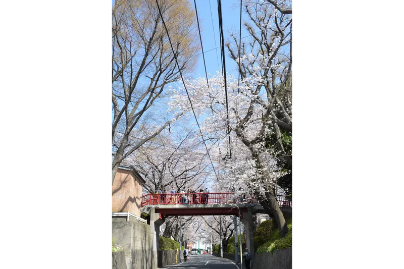桜坂の桜・花見情報_2