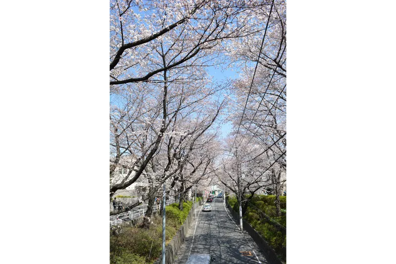 桜坂の桜・花見情報_3