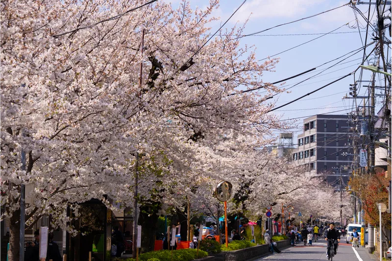 馬込桜並木通りの桜・花見情報_1