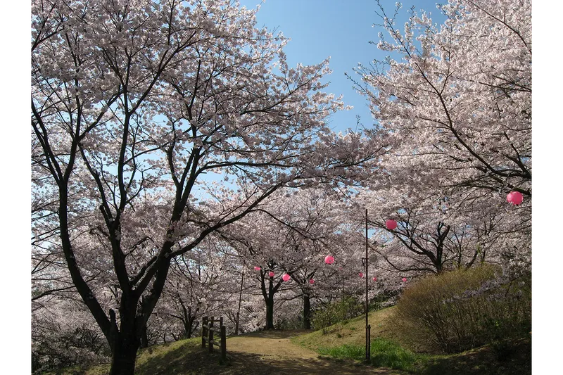 さくらの山公園_1