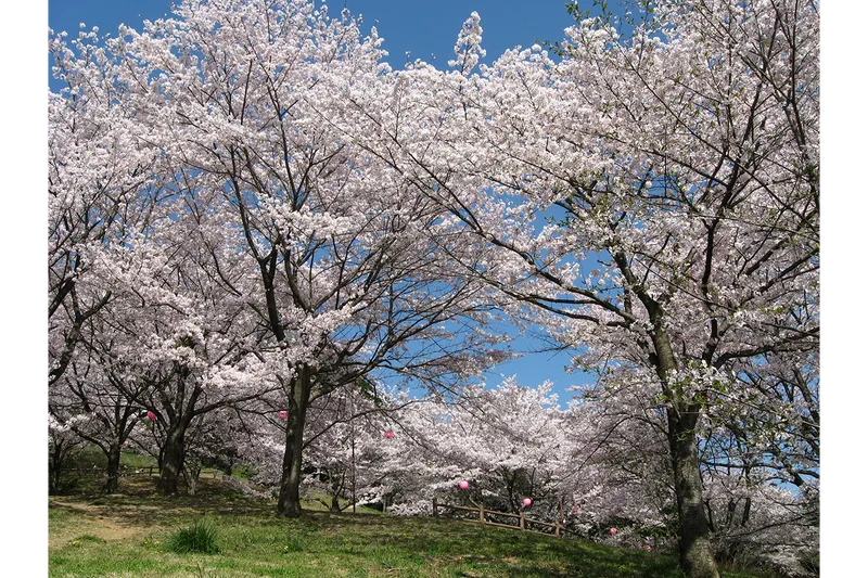 さくらの山公園_2