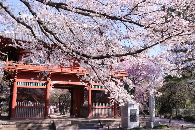 仁王門と桜