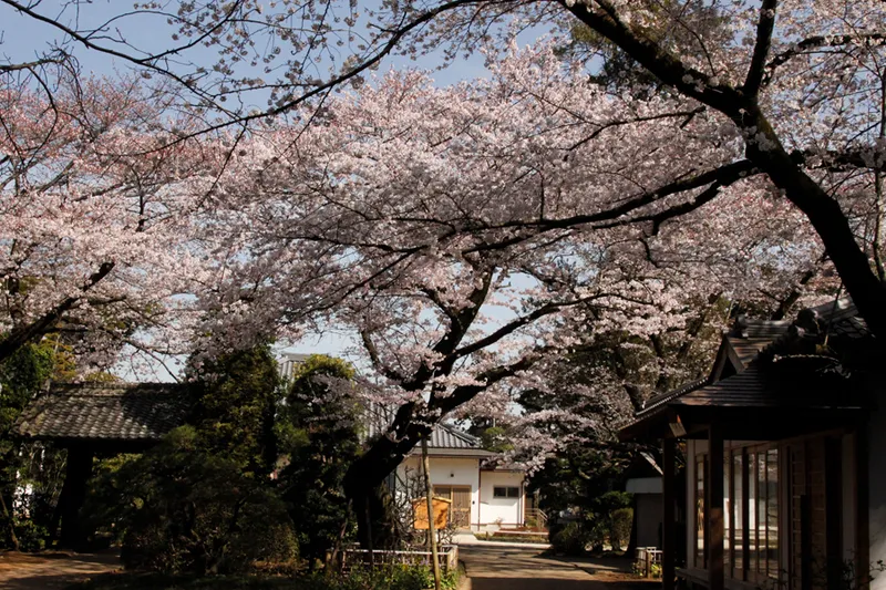 劫初の桜