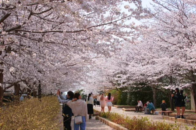 桜並木