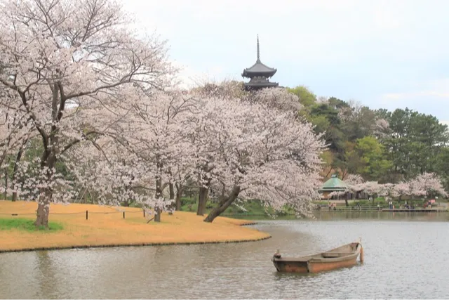 三溪園の桜・花見情報_1