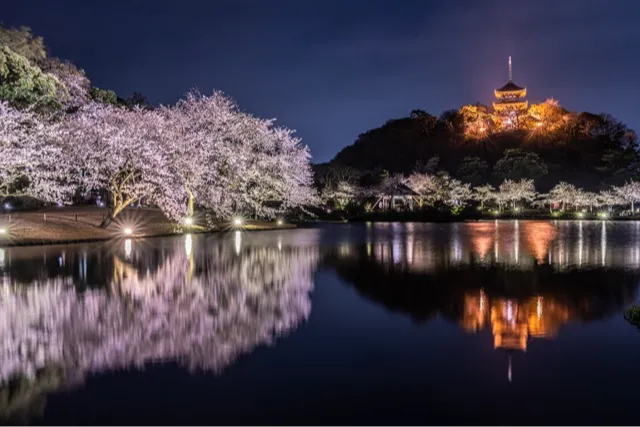 三溪園の桜・花見情報_2