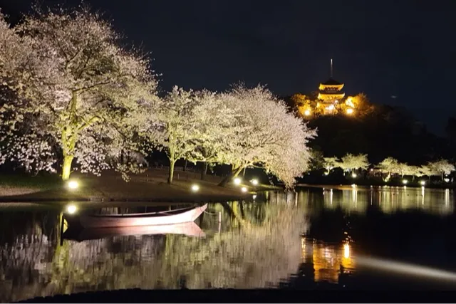 三溪園の桜・花見情報_3