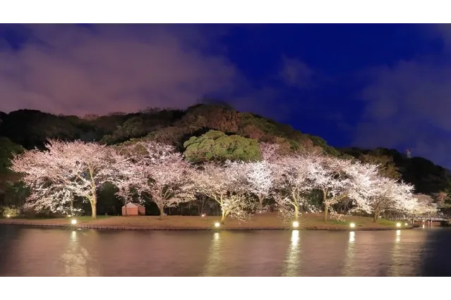 三溪園の桜・花見情報_4