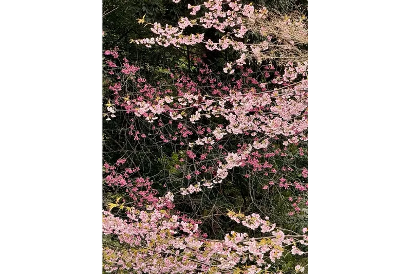 オオカンザクラ(桃色)、カンヒザクラ(緋色)　画像提供：公益財団法人 東京都公園協会