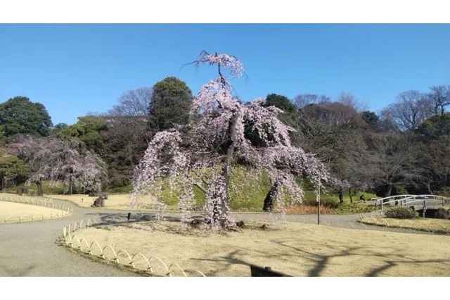 シダレザクラ「馬場桜」　画像提供：公益財団法人 東京都公園協会