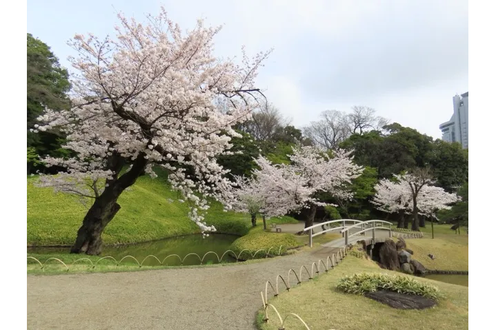 ソメイヨシノ　画像提供：公益財団法人 東京都公園協会