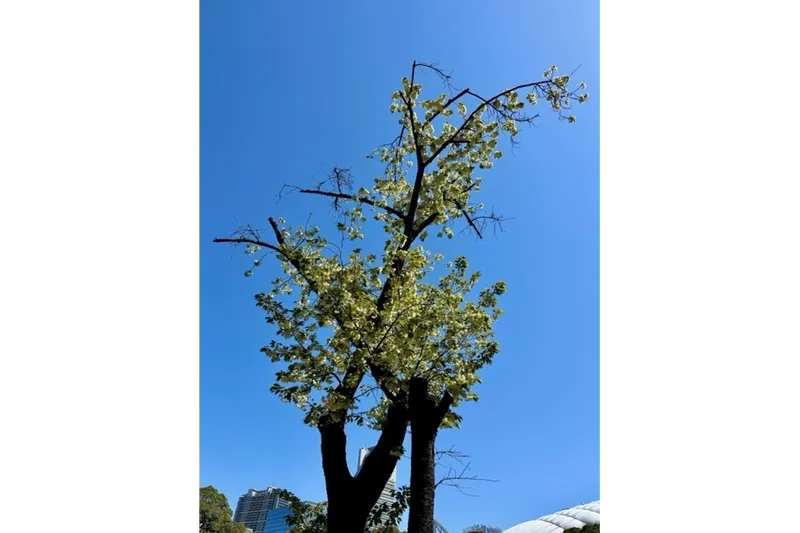 ウコン（八重桜）　画像提供：公益財団法人 東京都公園協会