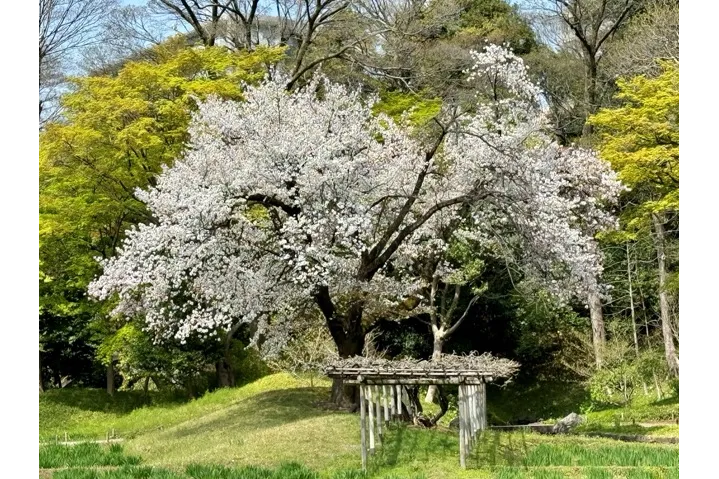ヤマザクラ　画像提供：公益財団法人 東京都公園協会