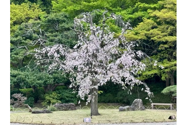 ヤエベニシダレ　画像提供：公益財団法人 東京都公園協会