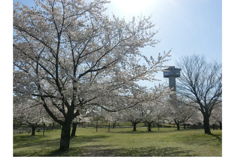 古代蓮の里の桜・花見情報_1