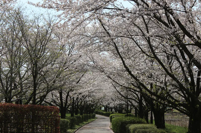 古代蓮の里の桜・花見情報_2