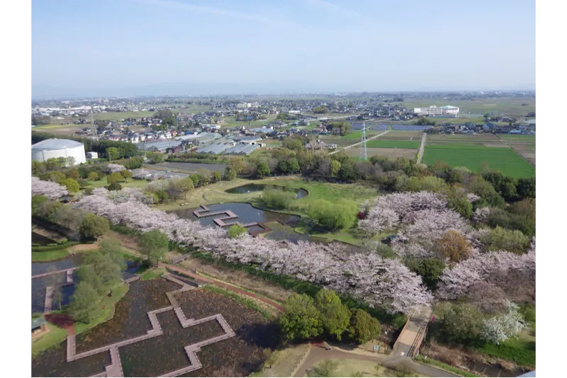 古代蓮の里の桜・花見情報_3