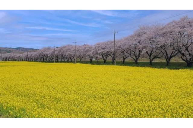 さくらと菜の花のコラボレーション