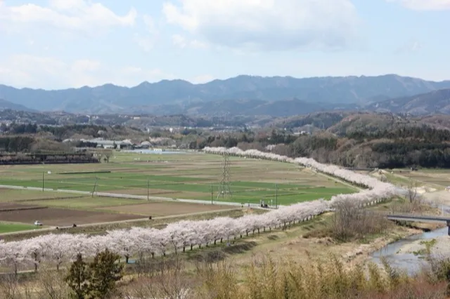 弓なりの桜堤_都幾川桜堤