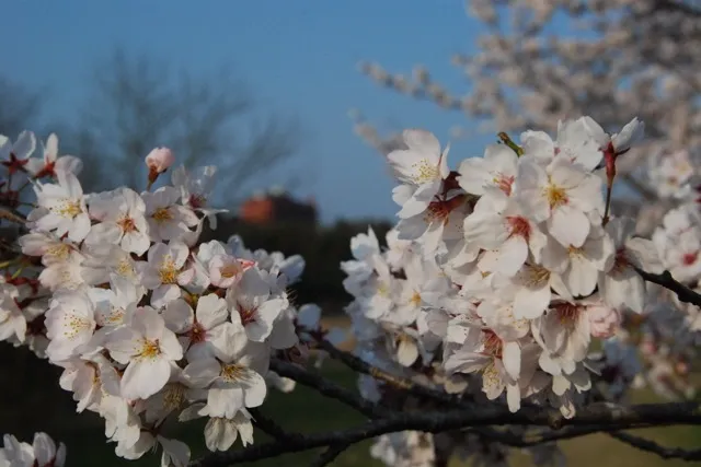 都幾川桜堤