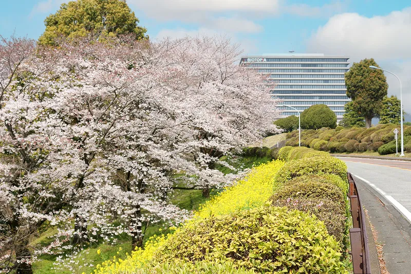 他の植物とのコラボレーションも。