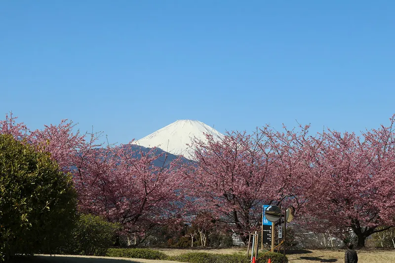 BIOTOPIAの桜・花見情報_2