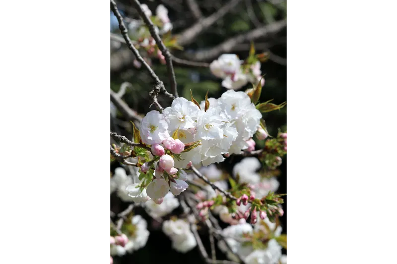 BIOTOPIAの桜・花見情報_3