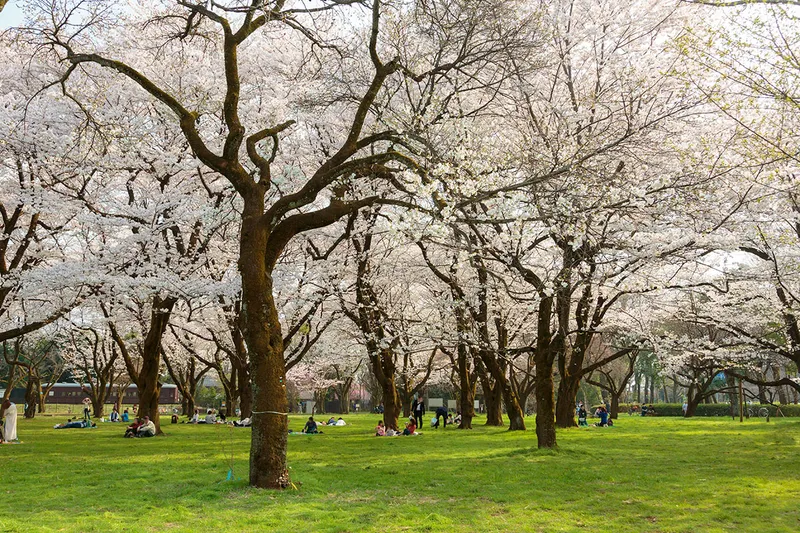 小金井公園の桜・花見情報_1
