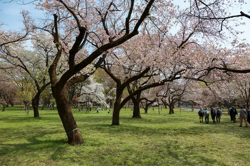小金井公園の桜・花見情報_2