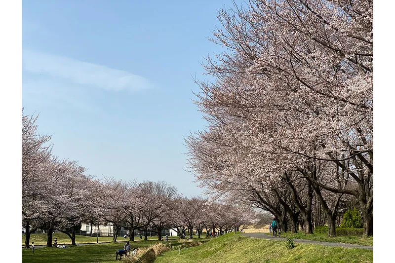 川越公園(川越水上公園)の桜・花見情報_1