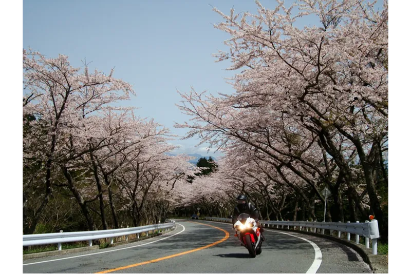 アネスト岩田 ターンパイク箱根の桜・花見情報_1