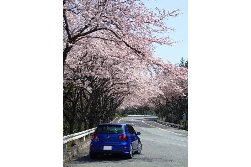 アネスト岩田 ターンパイク箱根の桜・花見情報_2