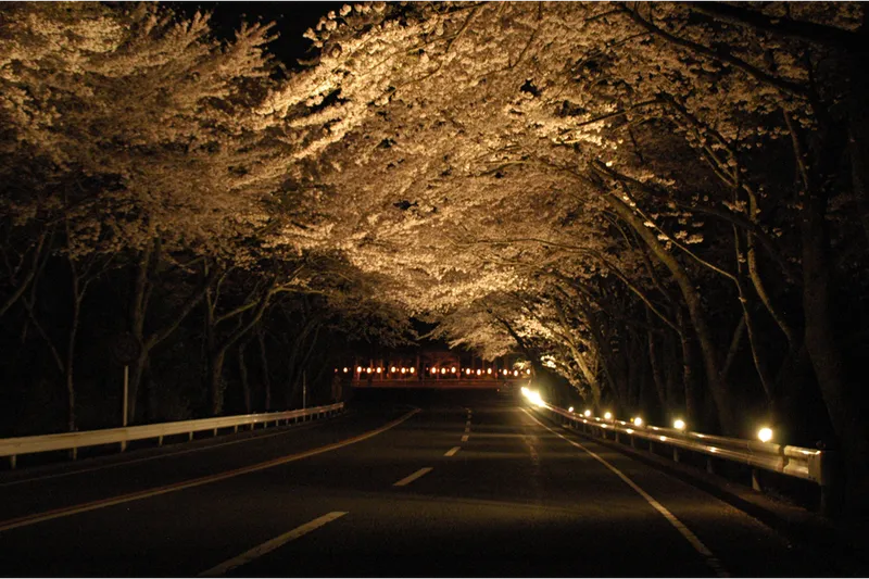 アネスト岩田 ターンパイク箱根の桜・花見情報_3