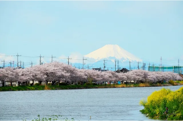 大落古利根川堤_1