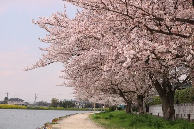 大落古利根川堤_2