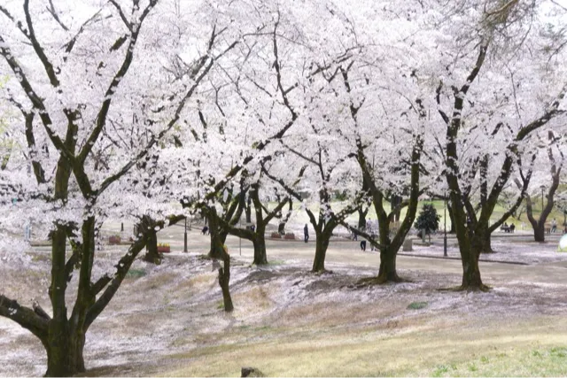 狭山稲荷山公園_2