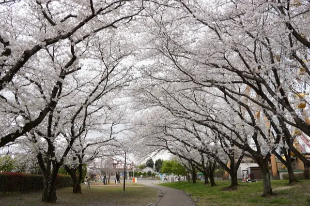 桜トンネル