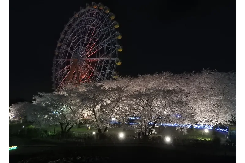 桜と観覧車
