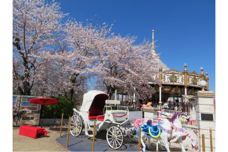 カルーセルウォーターリリーと桜